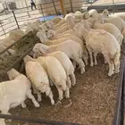 ذبايح حري تيوس