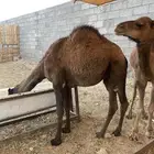 قعدان نظيفه وطيبه