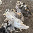 صيصان بط