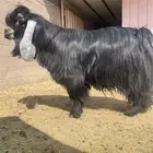 تيس عارضي فحل