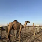 بكرا صفرا كفو