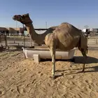 لقحه امها مهجنه