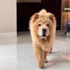 حى النهضه جده