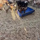 معزاء جيشيات دفيع