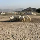 طليان حريه ورخال للبيع