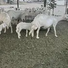 بسم الله ماشاء الله 14 ضان حرش تحتهم 3 بهم والباقيه دفيع