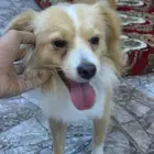 كلب للبيع