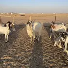 تيس البيع
