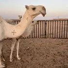عشراء حدرها قعود منتج