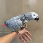 كاسكو