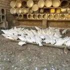حمام فرنسي