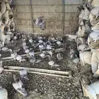 حمام