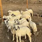 طليان ورخال