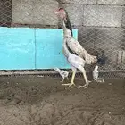 دجاجه شامو مفرحة للبيع.