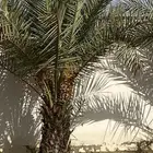 نخل مثمر