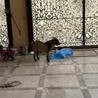 ماعز قزمي