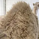 لباني