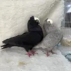 زوج منتج وفروخ باكستاني مسابقات