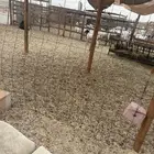 تيس شحم ولحم