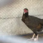 دجاجه بكستاني يعلم الله باضت امام عيني دجاجه بطله