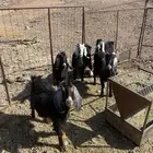 غنم عشار للبيع