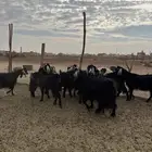 معزاء مضاريع ودفيع