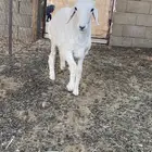 خرفان
