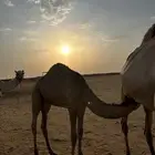 قعود لباني على لبن امه سمين وطيب عمره 8 شهور