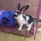 للبيع الارانب مع القفص