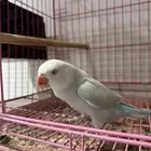 انثى درة جاهزة للانتاج