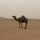 بكره كفو وضريبه. ولقحه (ثلاثه في واحد )