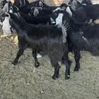جفار جذعات مقنوي