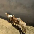 خرفان رفيدي مرابي لها 4 شهور