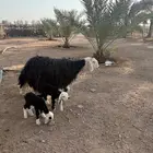 نجديه حدره توم