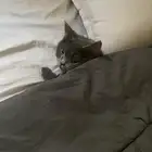 قط سكوتش ستريت مطعمه