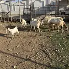 معزا صنف مع الفحل
