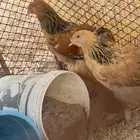 دجاج براهما