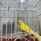 كناري