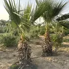 نخل واشنطني