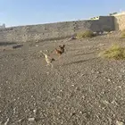 ديكه بلدي