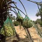 نخل منوع