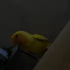 روز اليف تم البيع