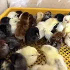 السر طريق جنوب الطائف