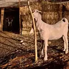 صخله هولنديه