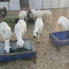 سواكن ذبايخ للبيع