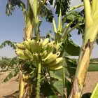موز شتلات منتج. العدد محدود