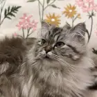 قطة هيملايا للتزاوج