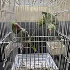 جوز دره نيبالي