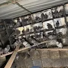 حمام خضاري سوادي