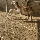 نعجه سواكني تحتها طلي